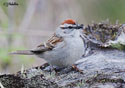 Spizella passerina